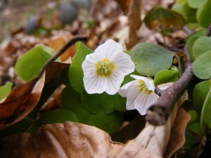 Oxalis