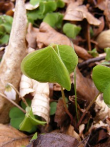 Oxalis