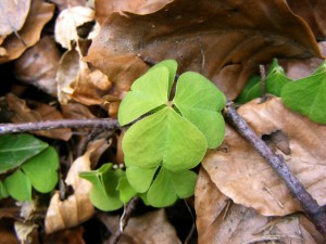 Oxalis