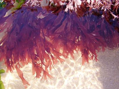 1dulse.jpg
