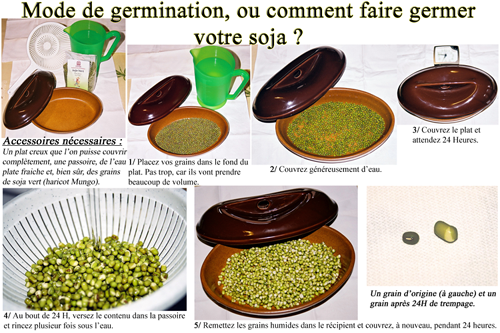 soja-germination-plaque-haut.png