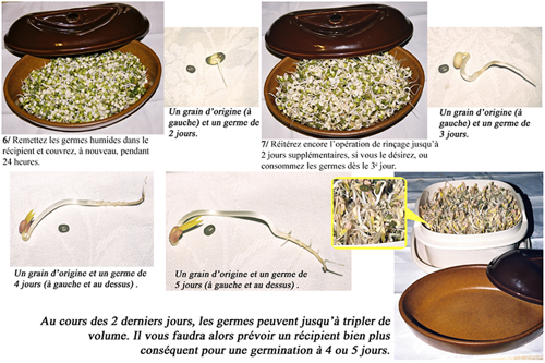 soja-germination-plaque-bas.png